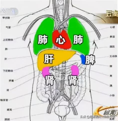 心肝脾肺腎功能
